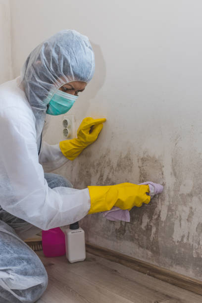 Best Mold Odor Removal Services  in Nambe, NM